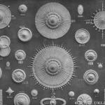 Blatt 09 Stuckrosetten